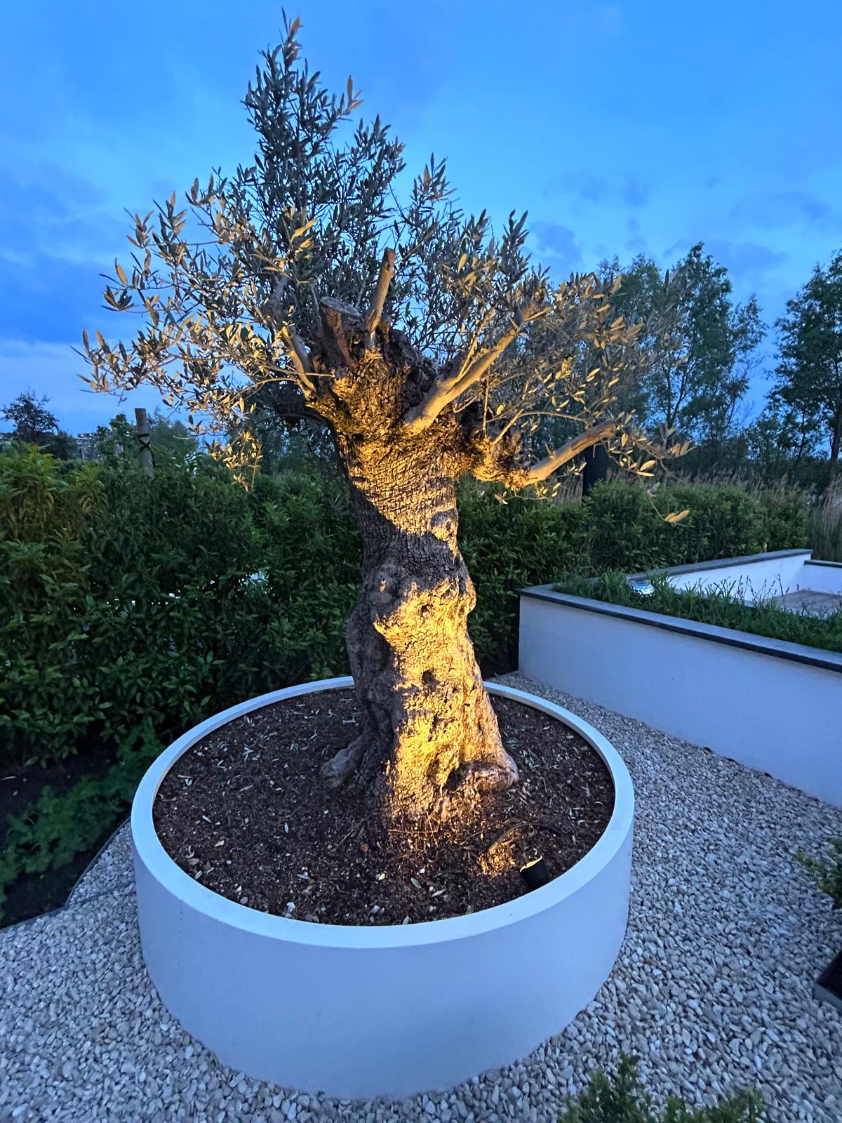 Moderne tuin – Arnhem
